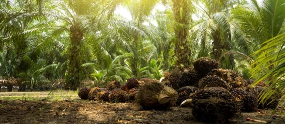 Towards Industry 4.0 in the Palm Oil Mill