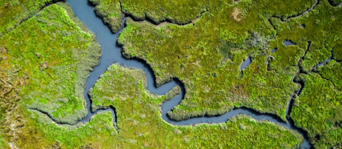 Webinar: COP26: Nature Based Solutions