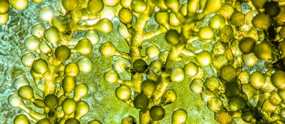 Webinar: Microalgae Biorefinery and the Prospects of Algae Green Cities