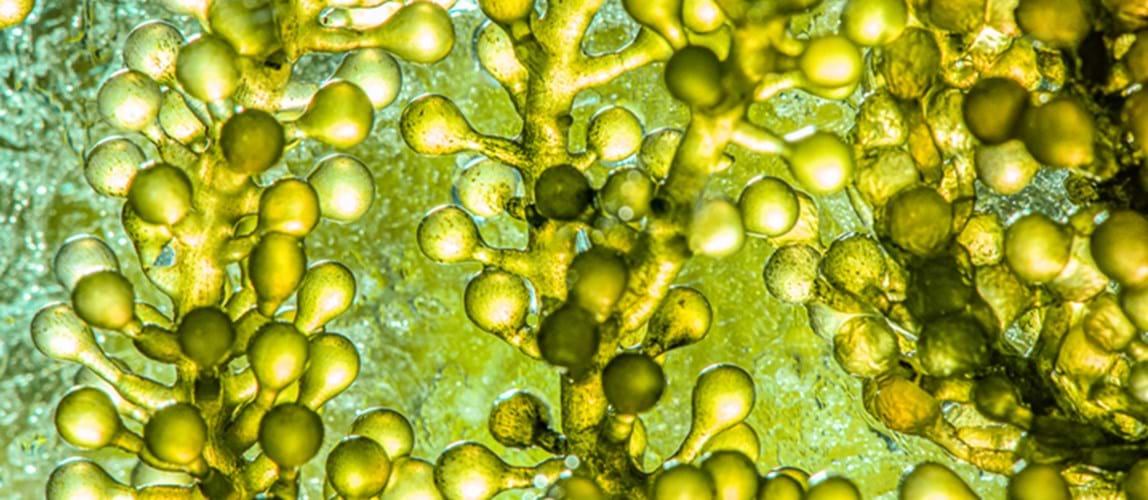 Webinar: Microalgae Biorefinery and the Prospects of Algae Green Cities