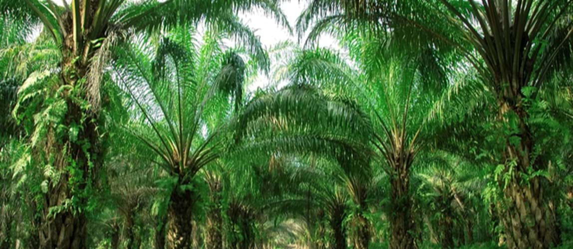 Webinar: Environmental Sustainability in the Palm Oil Sector in Malaysia: Impacts, Challenges and Way Forward