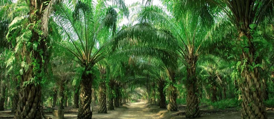 Webinar: Environmental Sustainability in the Palm Oil Sector in Malaysia: Impacts, Challenges and Way Forward