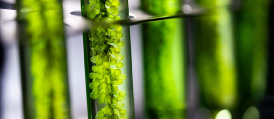 Webinar: Microalgae Biorefinery and the Prospects of Algae Green Cities