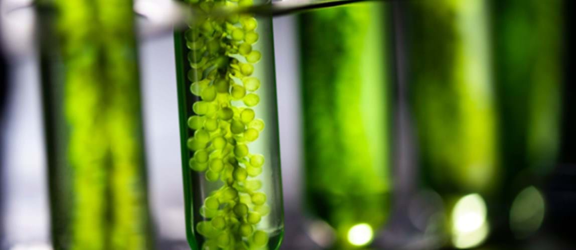 Webinar: Microalgae Biorefinery and the Prospects of Algae Green Cities