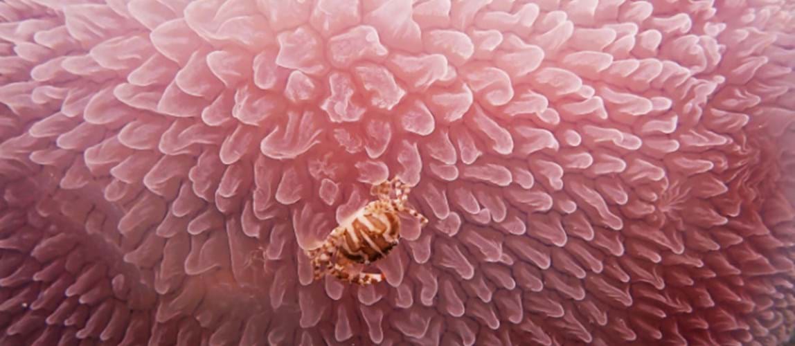 Webinar: How Can Pharma Embrace and Enhance Symbiosis?