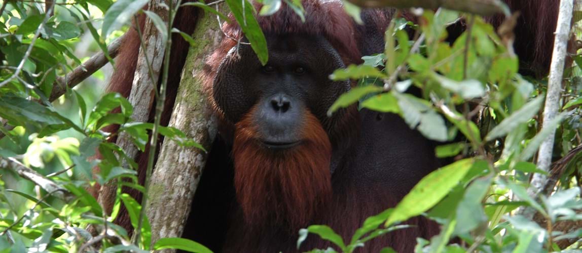 Webinar: The Role of Sustainable Palm Oil in Protecting Biodiversity and Ecosystems