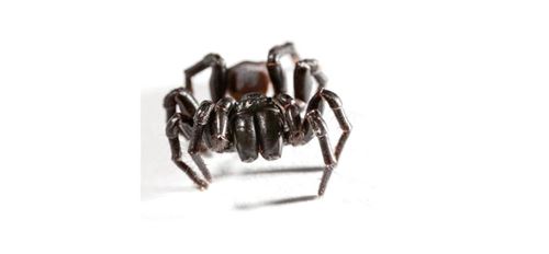 Funnel web spider