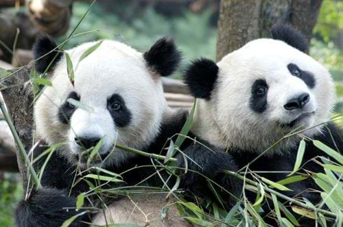 Pandas