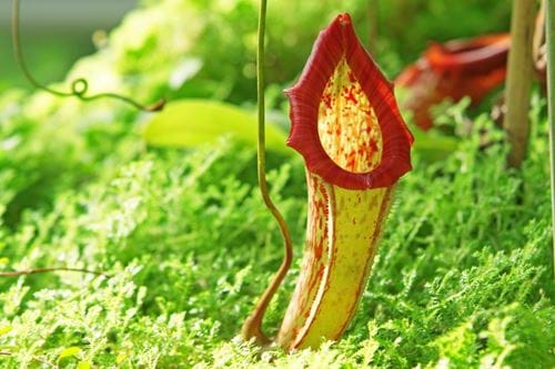 Pitcher plants
