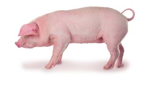 Pink pig