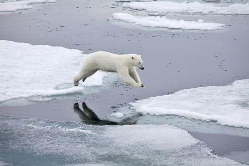 Polar bear