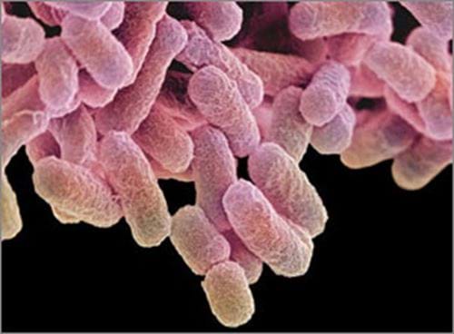 E. coli bacteria