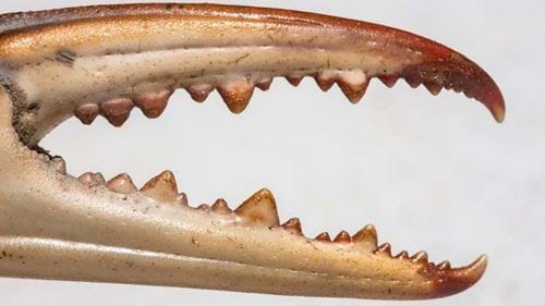 Crab claw