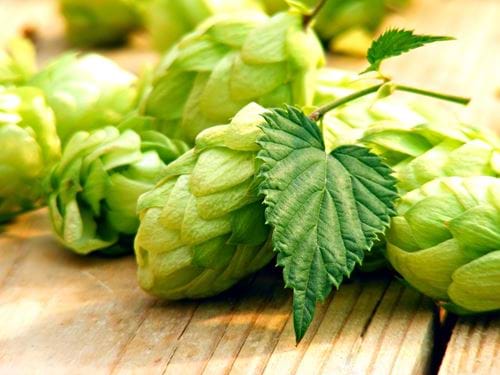 Hops used to produce beer