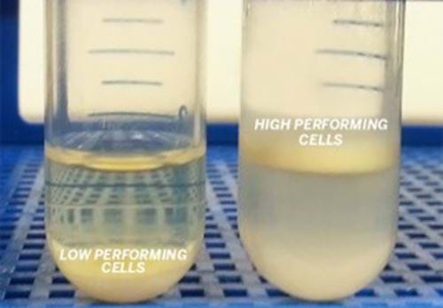 Yeast cells producing high or low amount of lipids