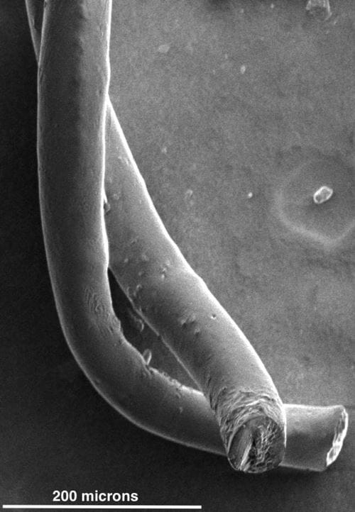 Photo credit | Rice University Pair of carbon nanotube fibres
