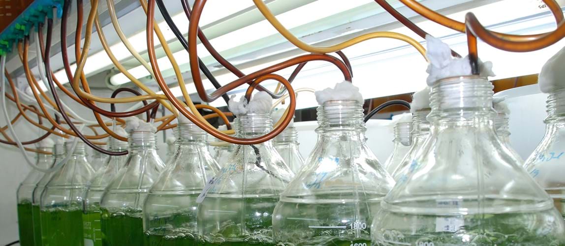 Webinar: Production of Microalgal Biomass for Commercial Applications