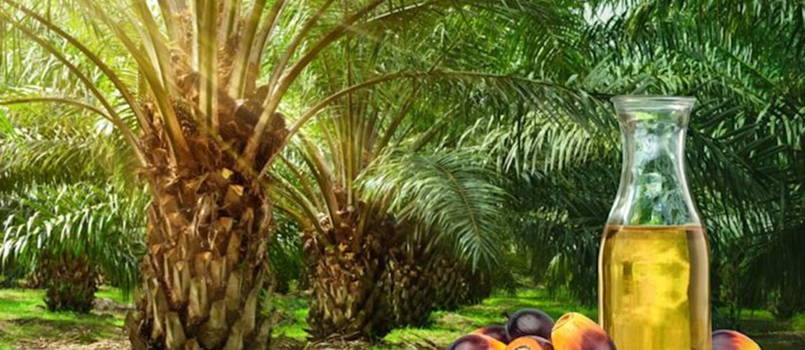 Webinar: Palm Oil Processing Special Interest Group Annual Meeting 2024