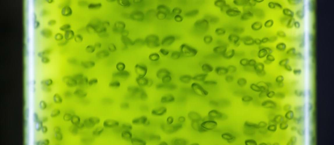 Webinar: New and Improved Approach to Algae Based Carbon Capture and Utilisation