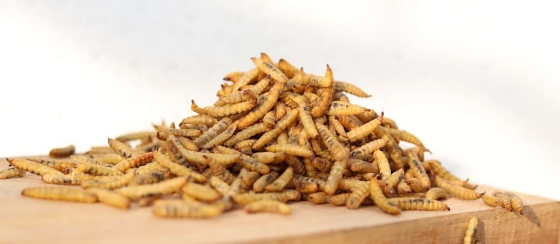 Site Visit: Entomal Biotech Sdn. Bhd.