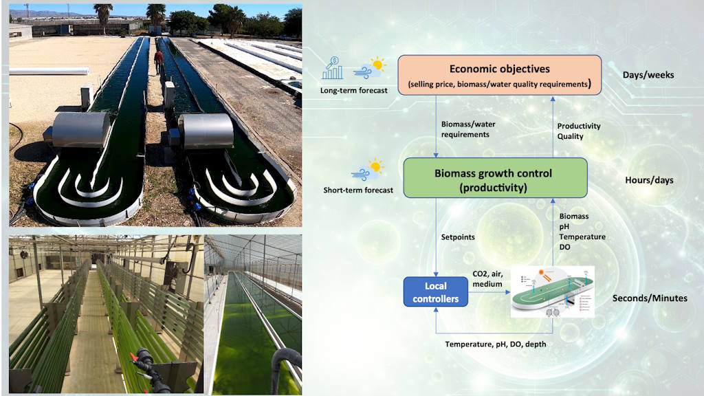 Webinar: From Biology to Control Engineering