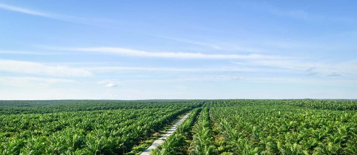The Truth about Oil Palm | Palm Oil Milling Initiatives