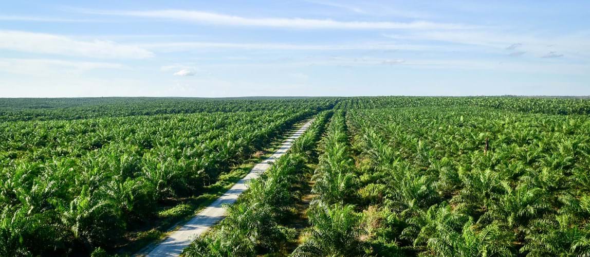 Revolution X.0 in the Palm Oil Industry