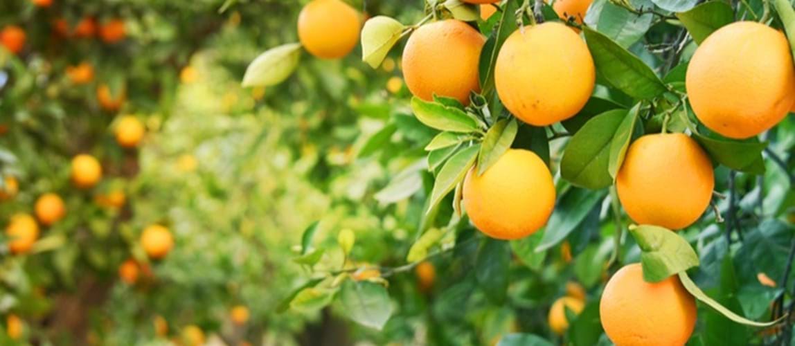 Electronics in Horticulture – the Plant is in Control