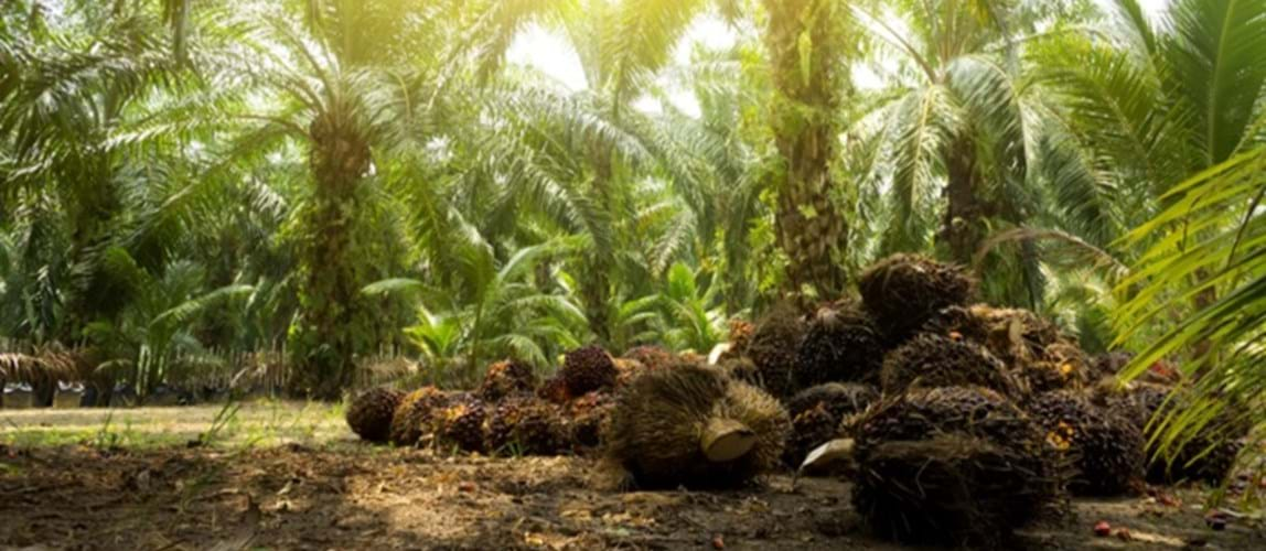 Webinar: Science and Sustainability Engagement 2021 - Series 1: Green Technology Innovations in the Malaysian Palm Oil Industry’s Downstream Sector