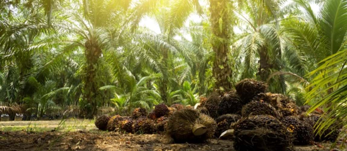 Webinar: Current Technological Development and Future Prospects of Palm Oil Industry in Malaysia